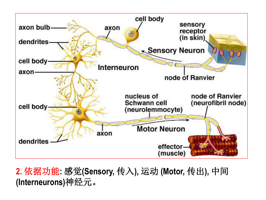 人体组织解剖神经组织课件.ppt_第3页