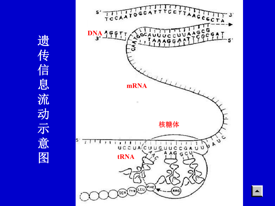 蛋白质合成课件.pptx_第2页