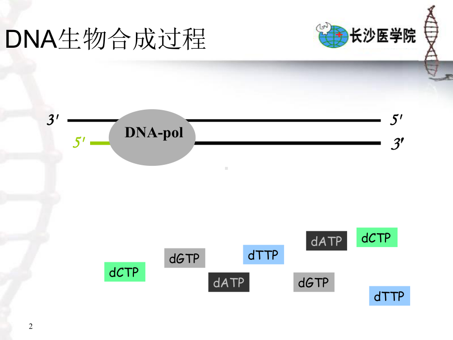 第十章DNA的生物合成（复制）tianx2.ppt课件.ppt_第2页