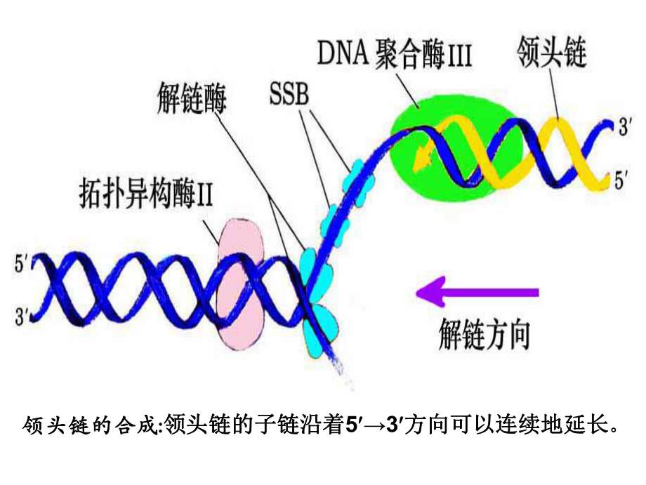 第十章DNA的生物合成（复制）tianx2.ppt课件.ppt_第3页