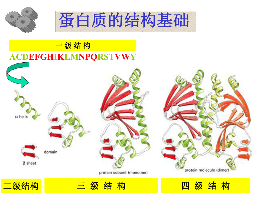 蛋白质的结构与功能的关系课件.pptx_第3页