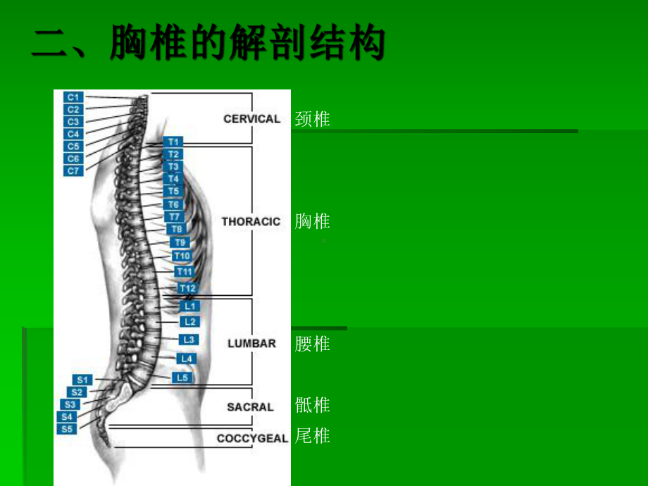 胸椎解剖及生理课件.ppt_第3页