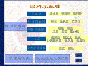 眼组织解剖课件.ppt