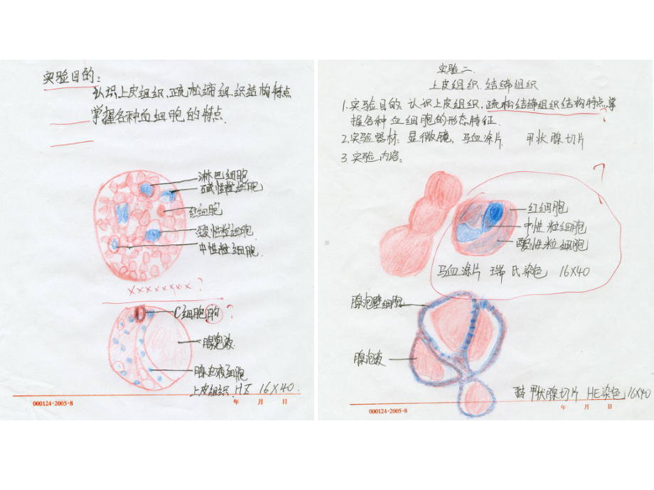 肌组织、神经组织观察课件.ppt_第1页