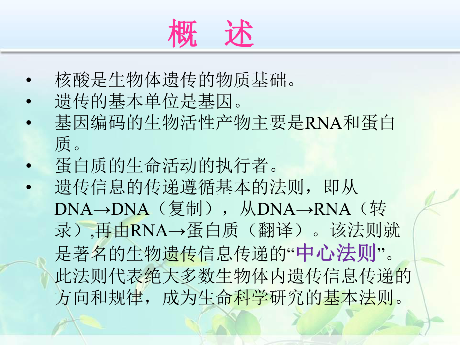 第十一章核酸合成代谢课件.pptx_第2页