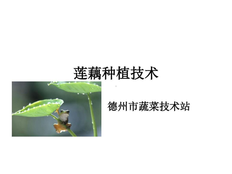 莲藕种植技术分析59页PPT课件.ppt_第1页