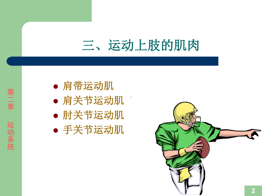 运动解剖学-骨骼肌位置形态课件.ppt_第2页