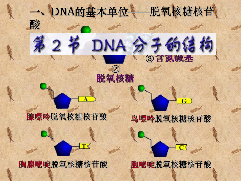 （精品）现场只在受害人指甲中找到案犯的一些皮肤组织课件.ppt_第3页