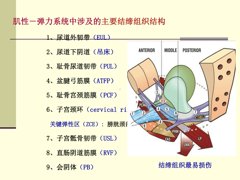 Inegralheory盆底动力解剖与盆底重建手课件.ppt_第2页