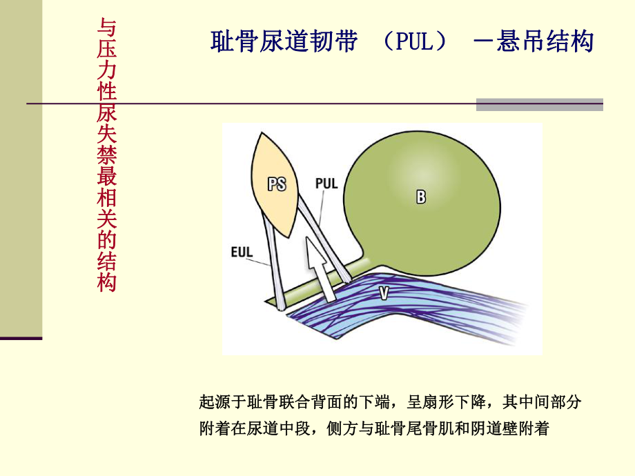 Inegralheory盆底动力解剖与盆底重建手课件.ppt_第3页