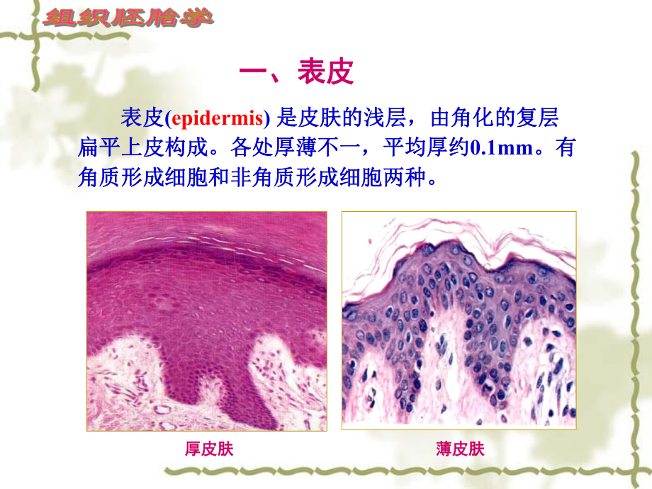 组织学与胚胎学 皮肤1课件.ppt_第3页