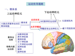 运动传导通路课件.ppt