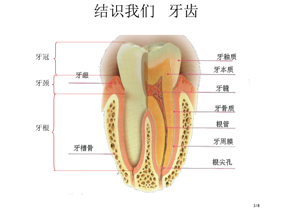 爱牙日幼儿园课件.pptx_第3页