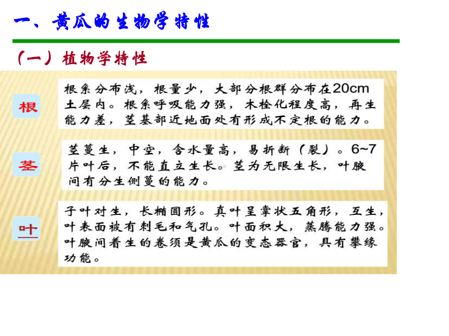 蔬菜无土栽培主要蔬菜作物无土栽培技术-黄瓜PPT课件.ppt_第3页