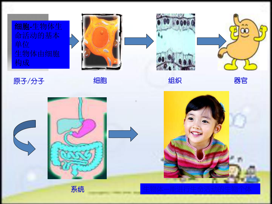 华师大版 七年级科学 上册 第四章 第三节组织、器官和系统 （共52张PPT）课件.ppt_第1页