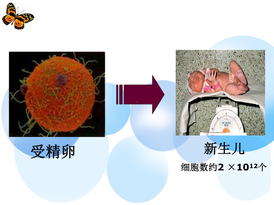 华师大版 七年级科学 上册 第四章 第三节组织、器官和系统 （共52张PPT）课件.ppt_第2页