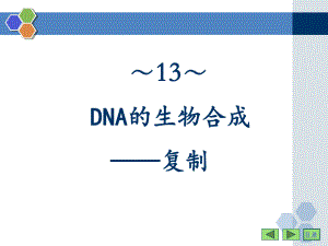 13 DNA的生物合成课件.ppt