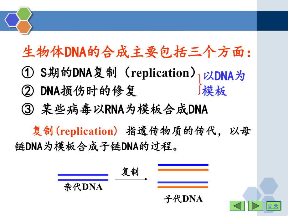 13 DNA的生物合成课件.ppt_第2页