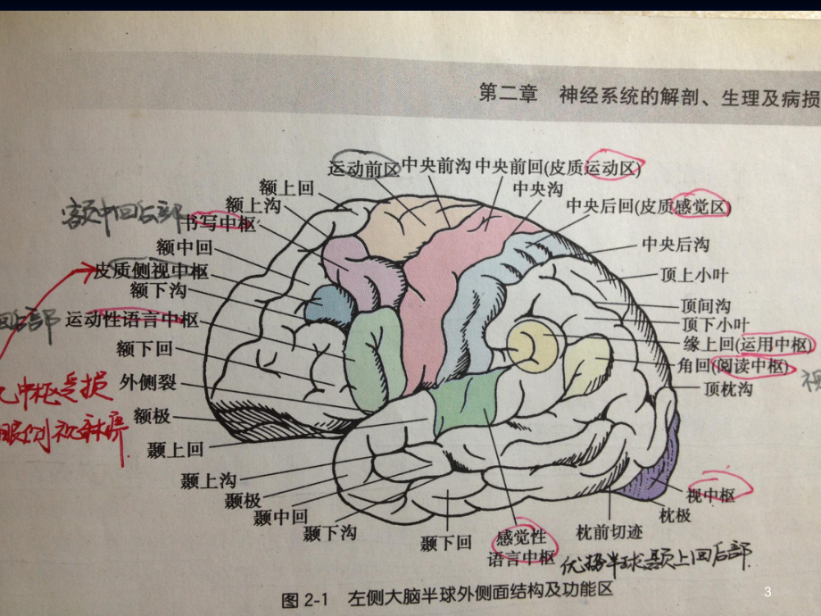 大脑半球病损表现及定位课件.ppt_第3页