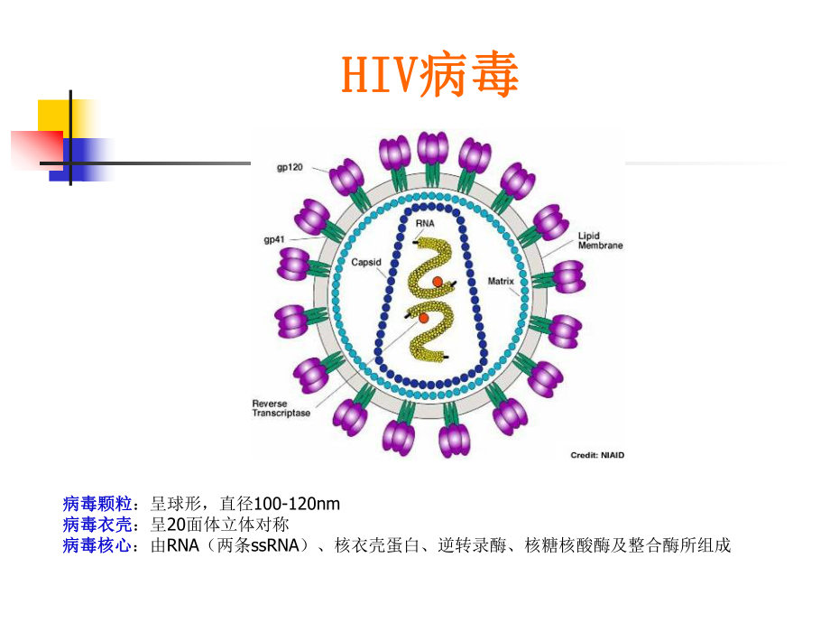 HIV核酸检测技术及应用（可编辑的PPT文档）课件.ppt_第3页