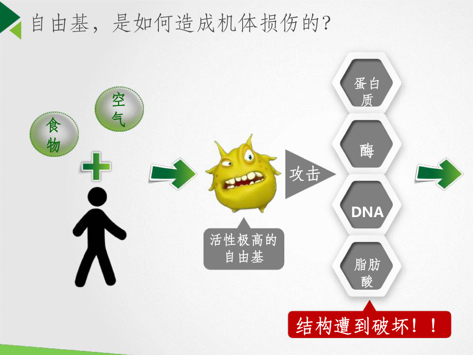 营养基础班-抗氧化三剑客课件.ppt_第3页