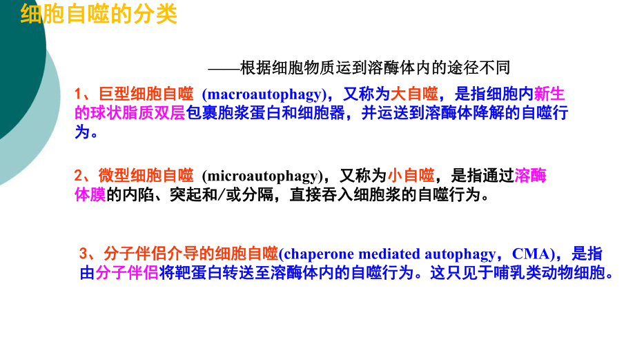 自噬研究的相关知识课件.ppt_第3页