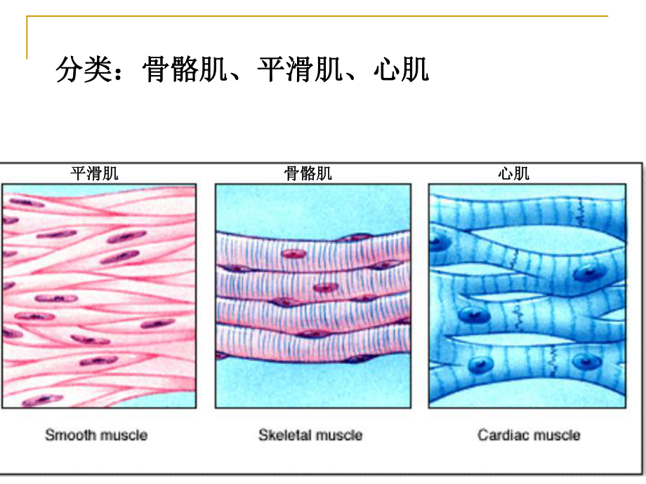 肌组织、神经组织(新)课件.ppt_第2页