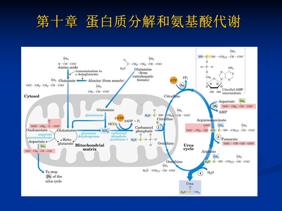 第十章蛋白质分解和氨基酸代谢课件.ppt_第1页