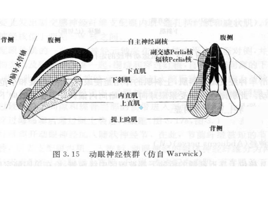 眼球运动障碍课件.ppt_第3页