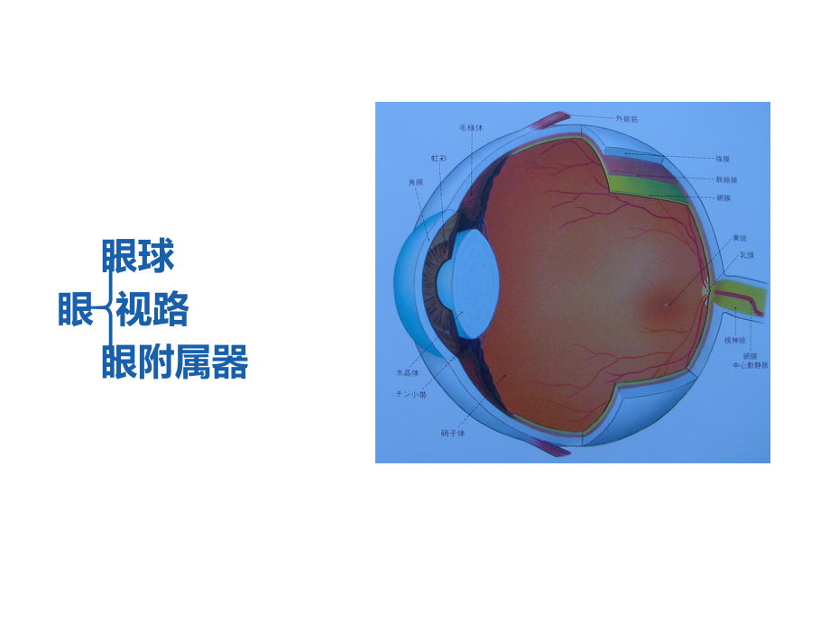 眼的解剖与组织学课件.ppt_第2页