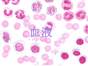 组织学与胚胎学 血液课件.ppt