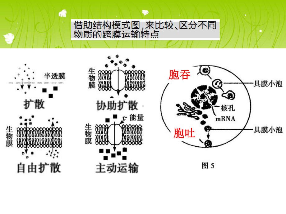 物质跨膜运输的方式和影响因素课件.ppt_第3页