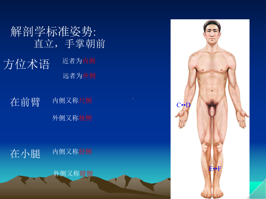 05四肢骨骼解剖基础知识课件.ppt_第2页