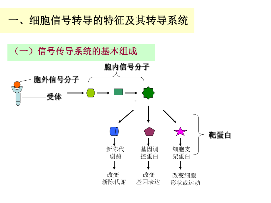 第8章-信号传导课件.ppt_第3页