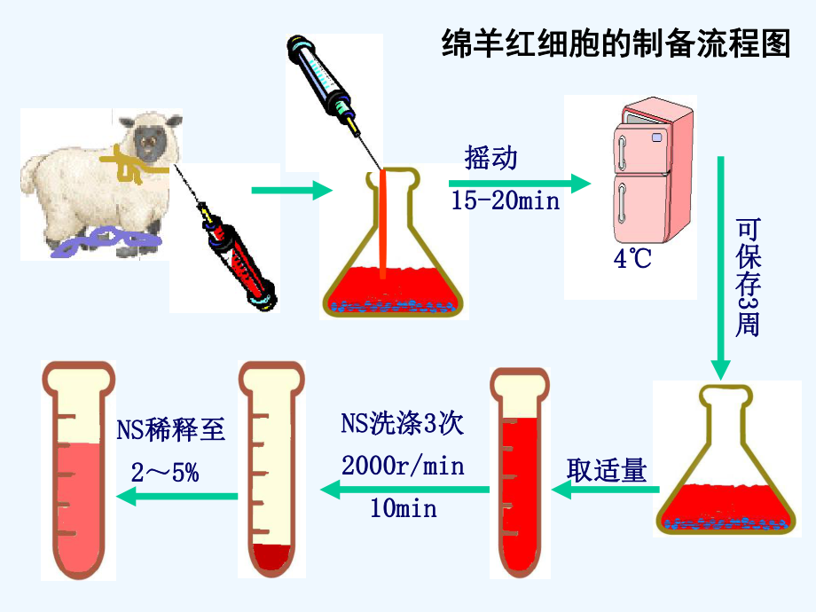 特异性抗体制备技术课件.ppt_第3页