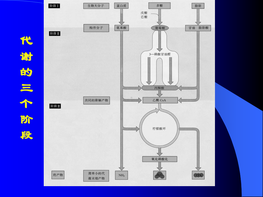 第五章电子传递和氧化磷酸化课件.ppt_第3页