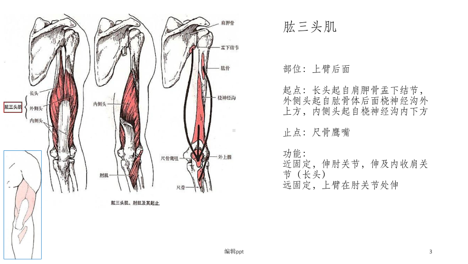 运动肘腕关节的肌肉课件.ppt_第3页