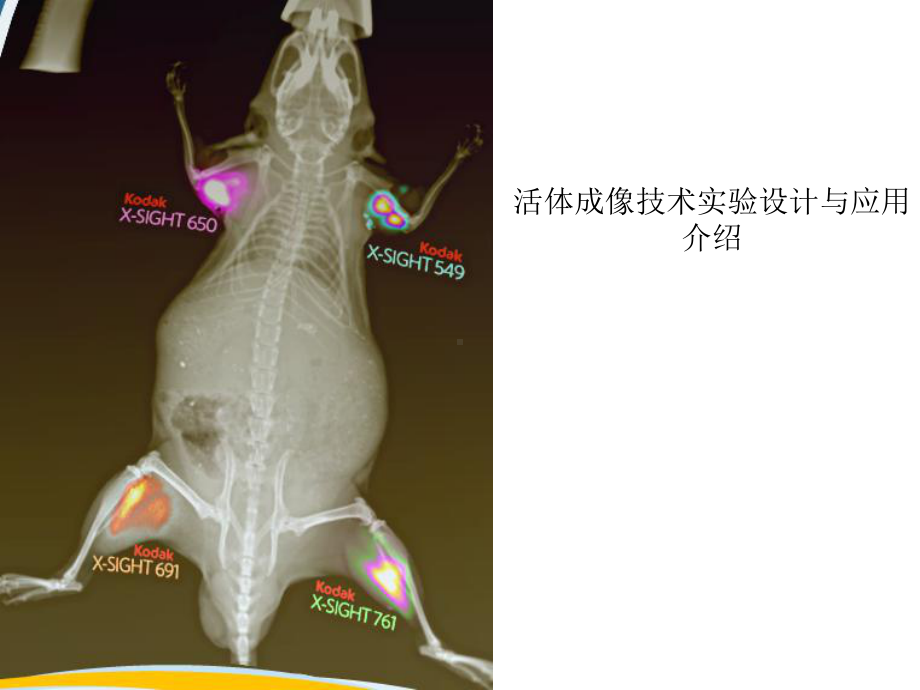 类型荧光染料激发与发射波长课件.ppt_第1页