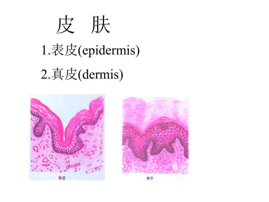 皮肤组织结构课件.ppt_第3页