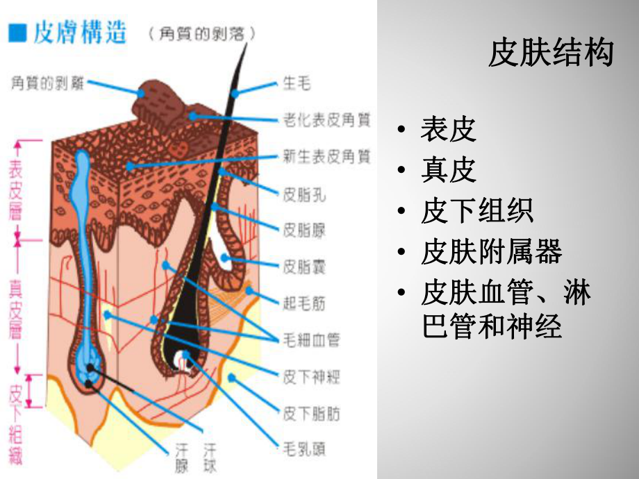 美容基础知识培训课件.ppt_第2页