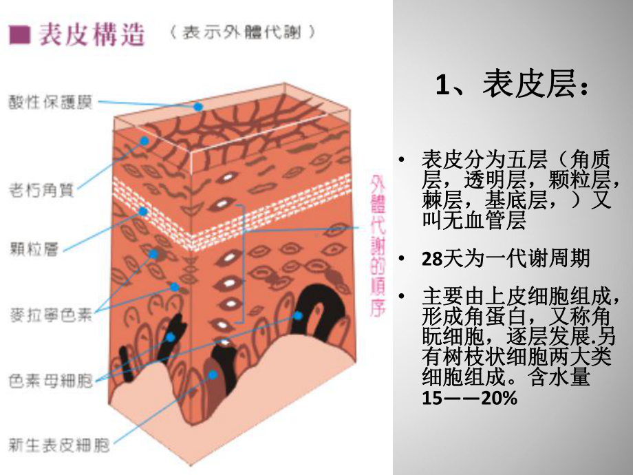 美容基础知识培训课件.ppt_第3页