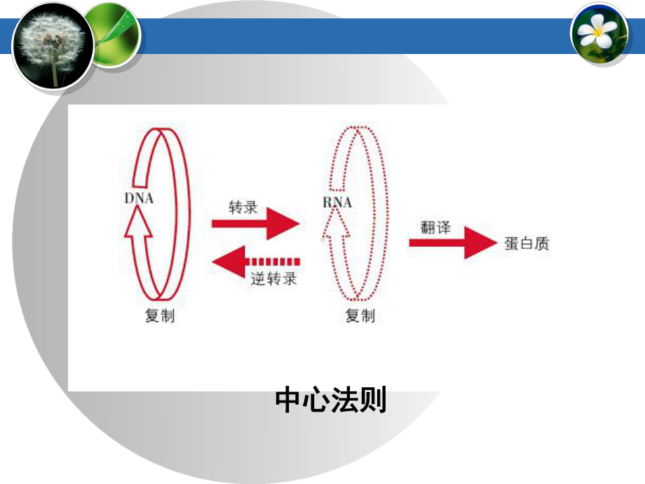 遗传信息的表达-RNA和蛋白质的合成课件.ppt_第3页