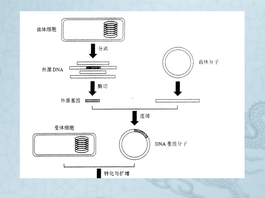 人胰岛素的制备-生物技术制药课件.ppt_第2页