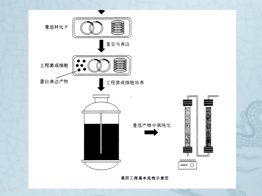 人胰岛素的制备-生物技术制药课件.ppt_第3页