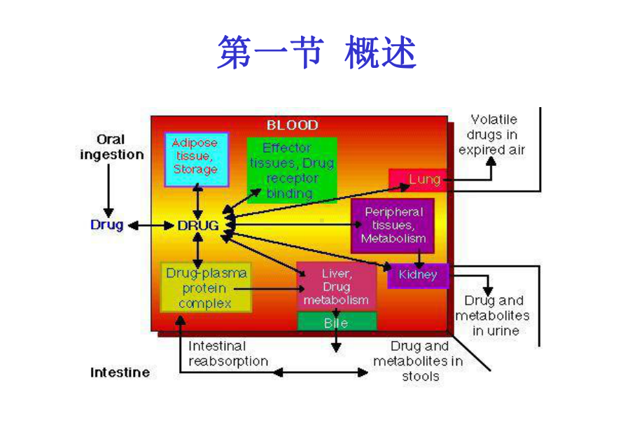 第二章-药物转运1(药物代谢动力学)课件.ppt_第2页