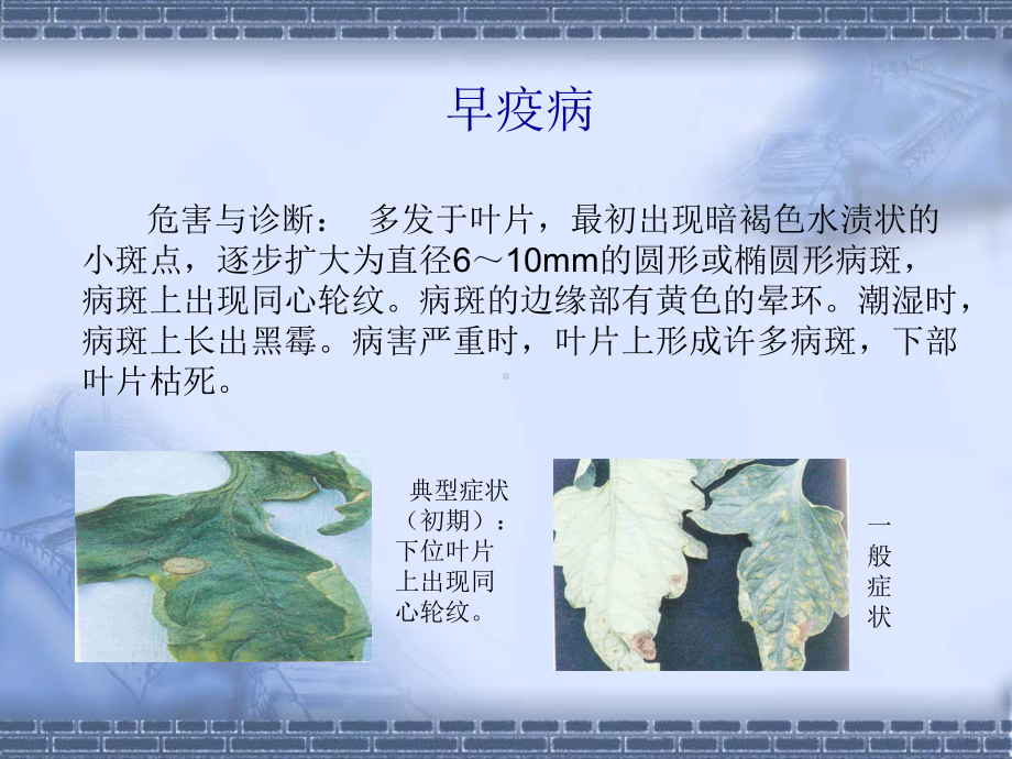 （管理资料）茄科蔬菜主要病虫害及防治汇编课件.ppt_第2页