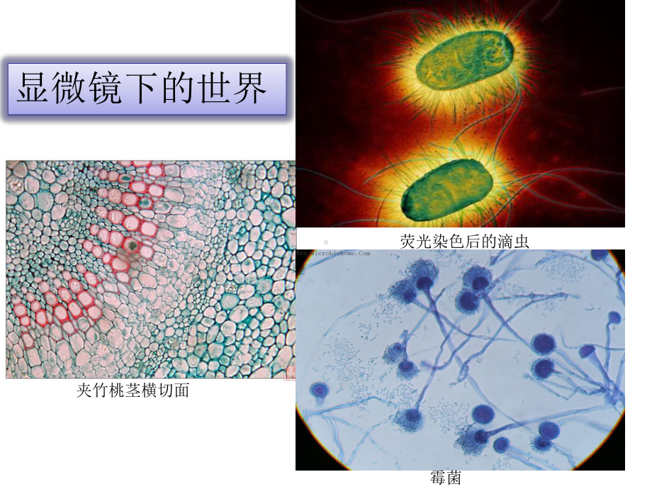 显微镜的放大倍数=目镜放大倍数×物镜放大倍数课件.ppt_第2页