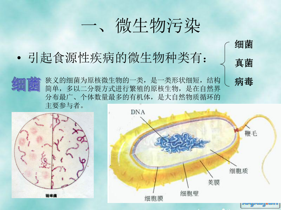 引发食品安全问题的微生物因素课件.ppt_第3页