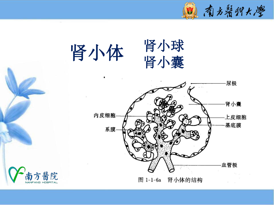 尿液一般检查1课件.ppt_第3页