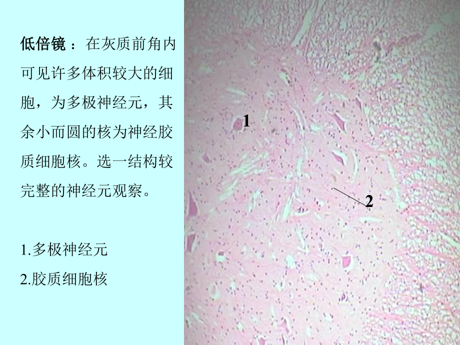 实验-4-神经组织课件.ppt_第3页